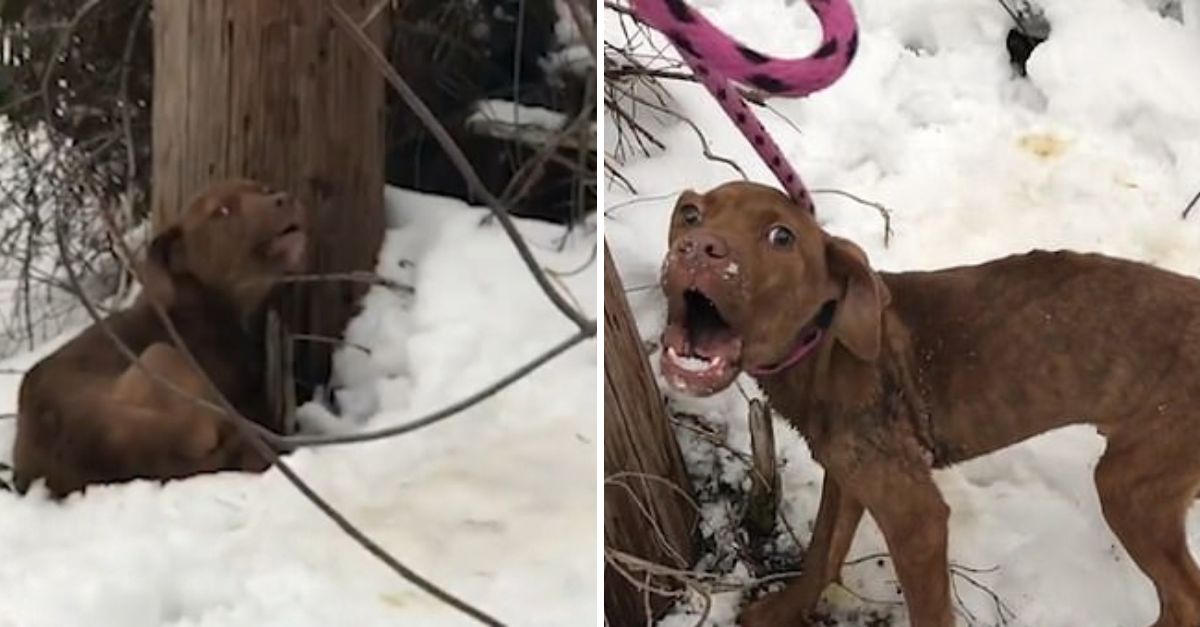 El desgarrador llanto de un cachorro herido, acurrucado en la nieve, toca el corazón de su rescatista
