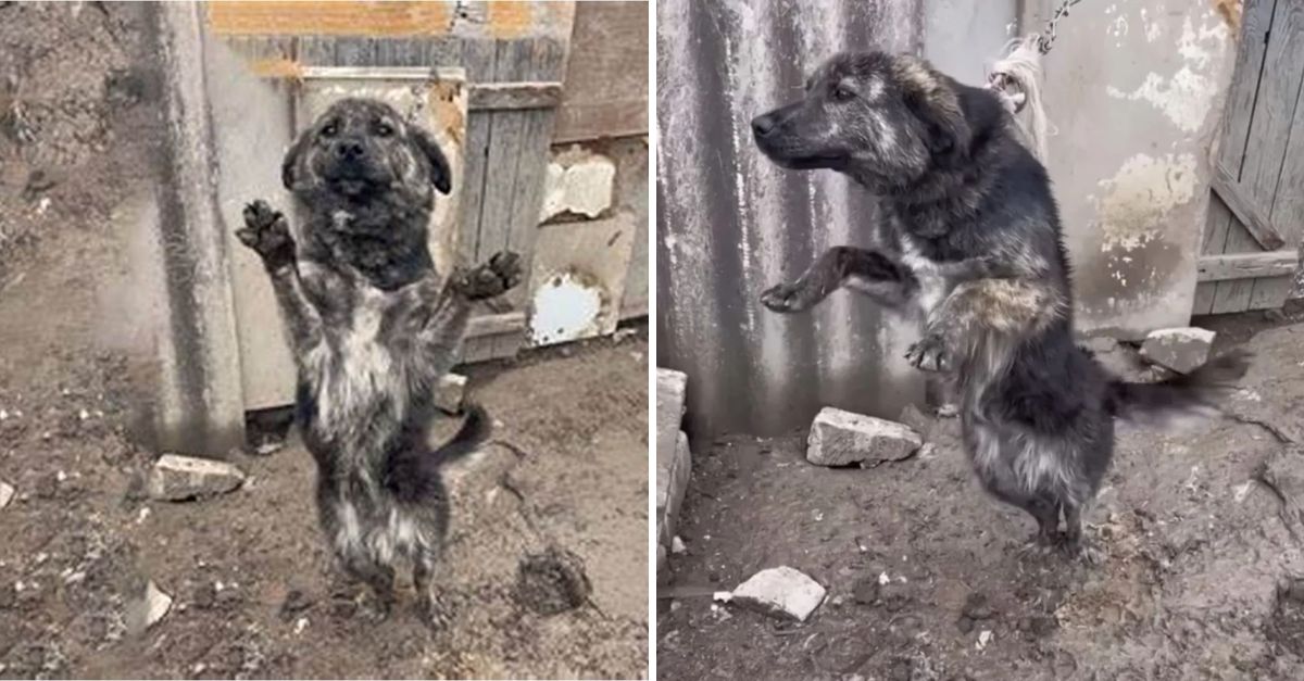 Con ojos llenos de desesperación, el perrito se aferró a la mano de su salvador, temiendo perder su última y frágil esperanza