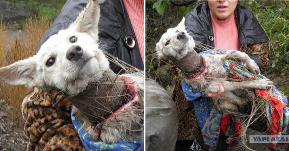 Cachorrito al borde del colapso, atrapado en un tubo de plástico, lucha por respirar hasta que manos bondadosas lo salvan