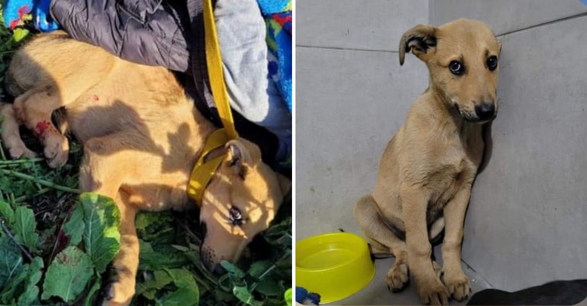 De la Soledad y el Miedo al Abrazo de un Hogar: El Nuevo Comienzo de un Perrito Rescatado