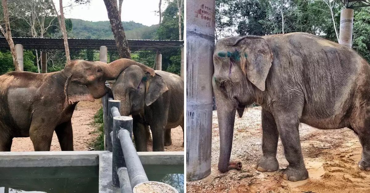 ‘Let Me Help’—After 20 Years of Hardship, She Finds Solace in the Gentle Embrace of a Friend’s Trunk