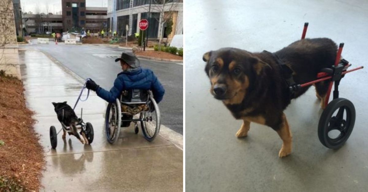 Perrito en silla de ruedas, rechazado cuatro veces, encuentra por fin un hogar con alguien que comprende su lucha
