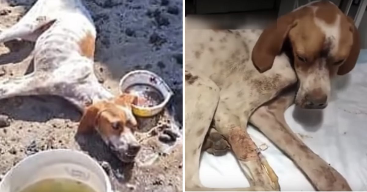 Abandonado en el desierto y al borde de la muerte, un perrito suplica en silencio un milagro para seguir viviendo