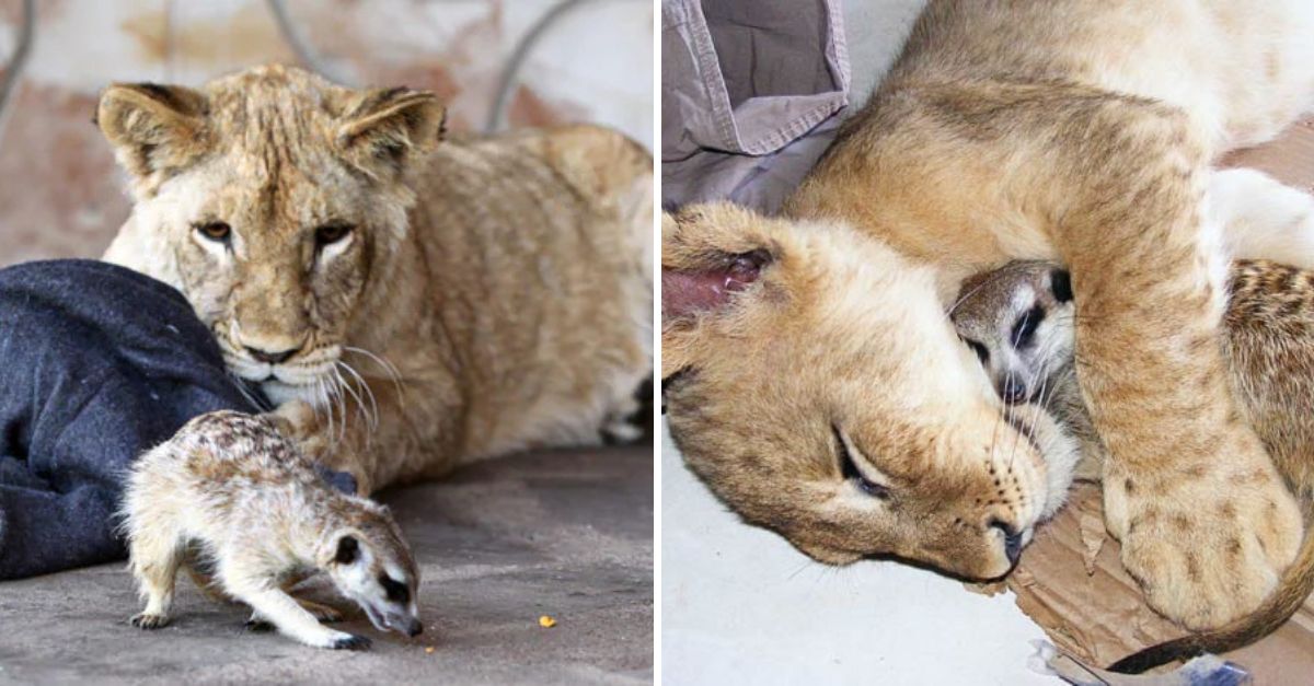 An Unbreakable Bond: Orphaned Lion and Meerkat, Adopted Together at Birth, Find Comfort and Love in Each Other’s Friendship