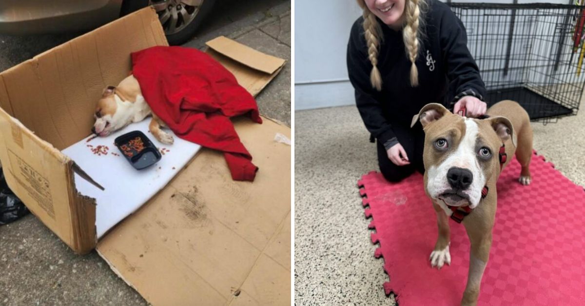 Found in a Trash Bag, Now Wrapped in Love: A Paralyzed Pittie’s Journey to the Family He Always Deserved