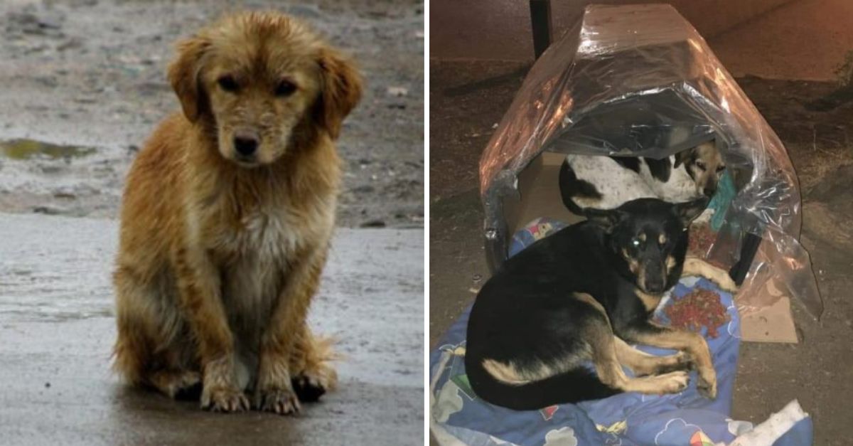 Unsung Heroes Bring Warmth: Thermal Boxes Offer Homeless Dogs Comfort and Hope on Freezing Nights