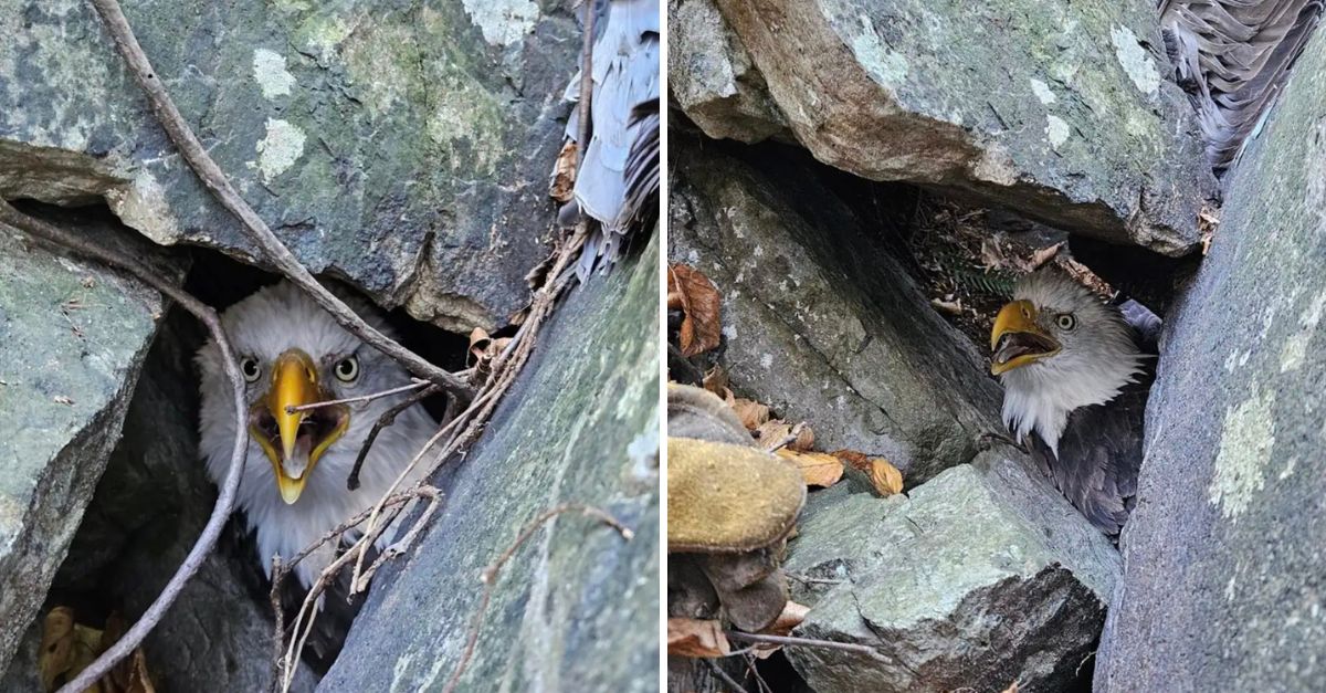 “A Miracle Rescue!” — Mountaineer Frees Bald Eagle Trapped Under a Rock, Giving It a Second Chance to Soar Again