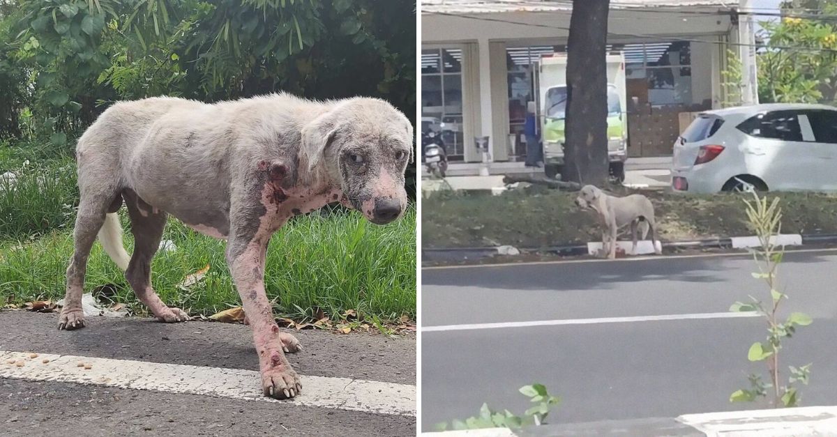 De la Enfermedad y el Abandono al Amor Infinito: Un Perrito Rescatado Renace en un Hogar Lleno de Ternura