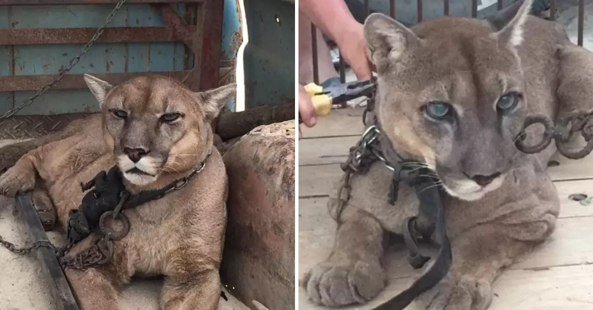‘At Last, It’s Your Freedom’—Mountain Lion Finds Love and Safety After 20 Years of Solitude and Suffering