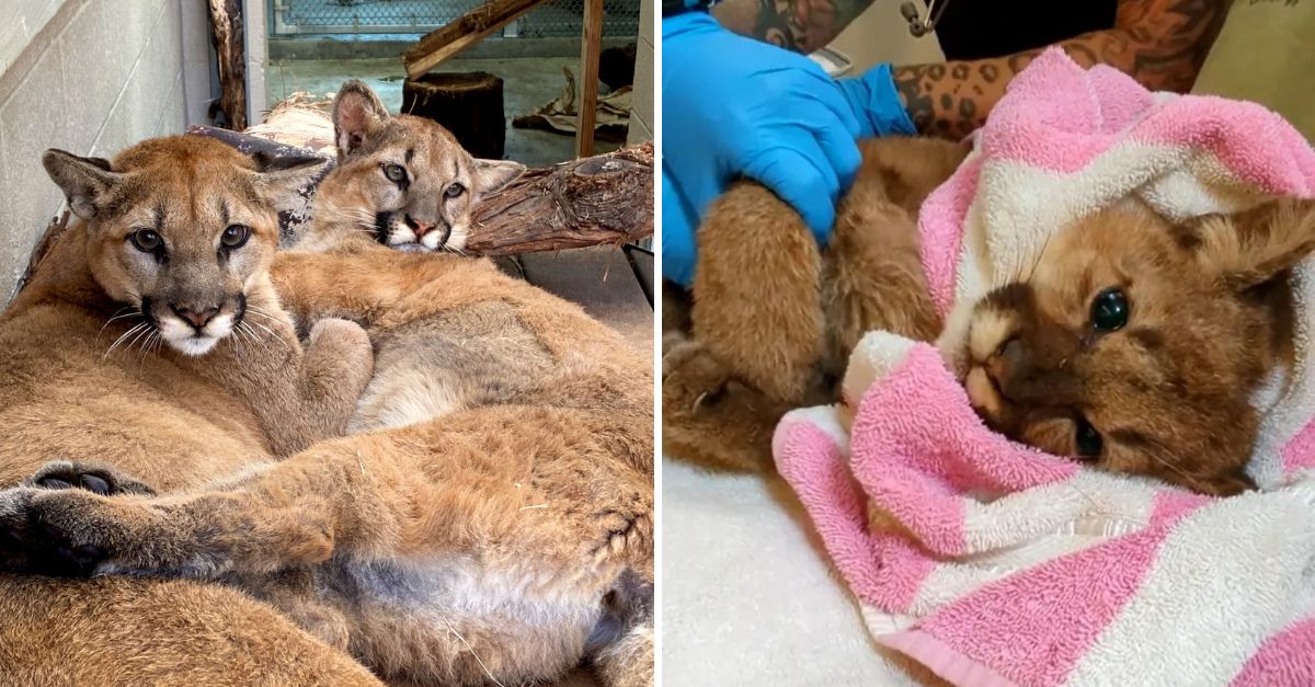 “From Heartbreak to Hope” — Orphaned Mountain Lions Find Love, Safety, and a Fresh Start at The Living Desert
