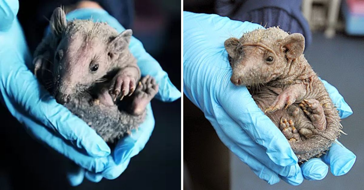 “Your Hands Are So Warm” — Spike-Free Little Hedgehog Finds Comfort, Love, and Hope in a Gentle Human Touch