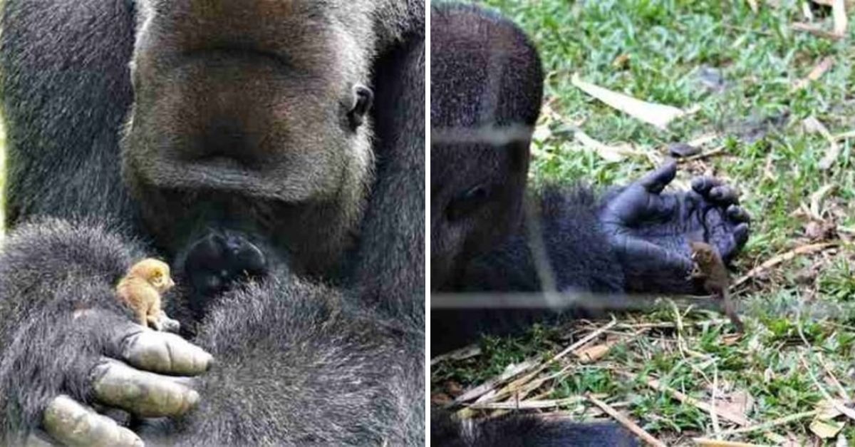 “Kindness Knows No Bounds” — A Mighty Silverback Gorilla Forms an Unbreakable Bond with His Tiny Companion in a Heartwarming Tale