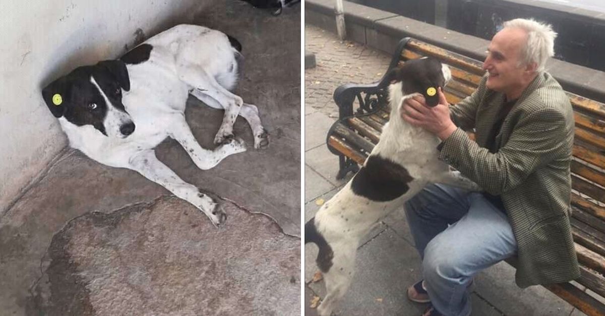 Years of Heartache End in Tears of Joy as Man Miraculously Reunites with His Long-Lost Dog