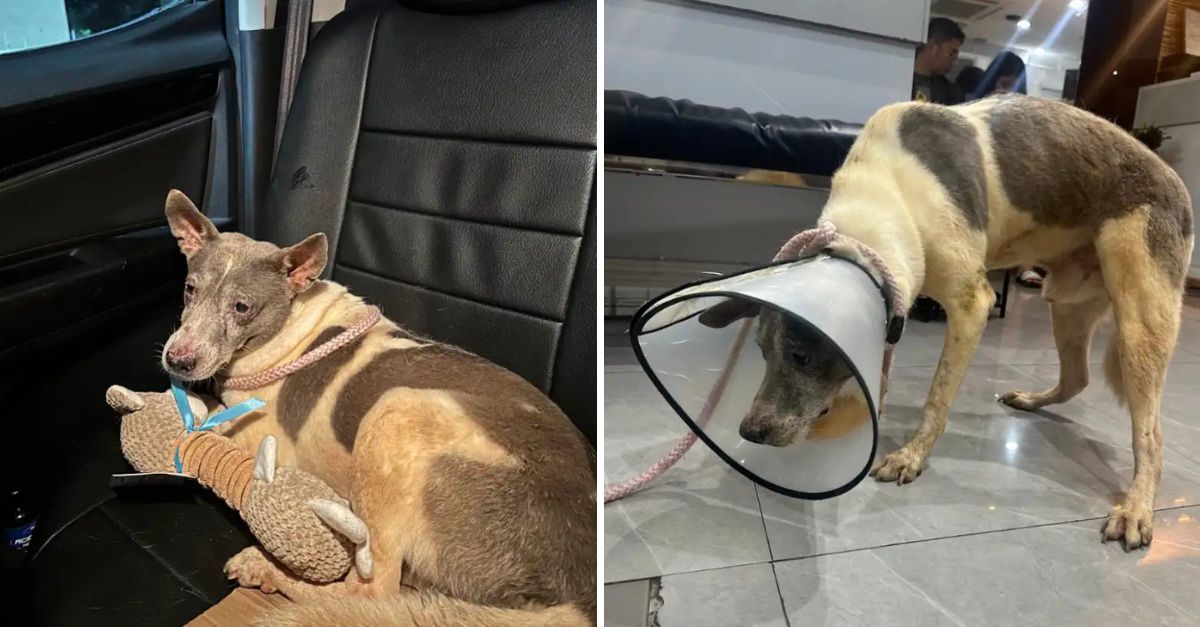 Libre y Feliz: Perrito Rescatado Disfruta el Sol en su Rostro tras 15 Años de Olvido