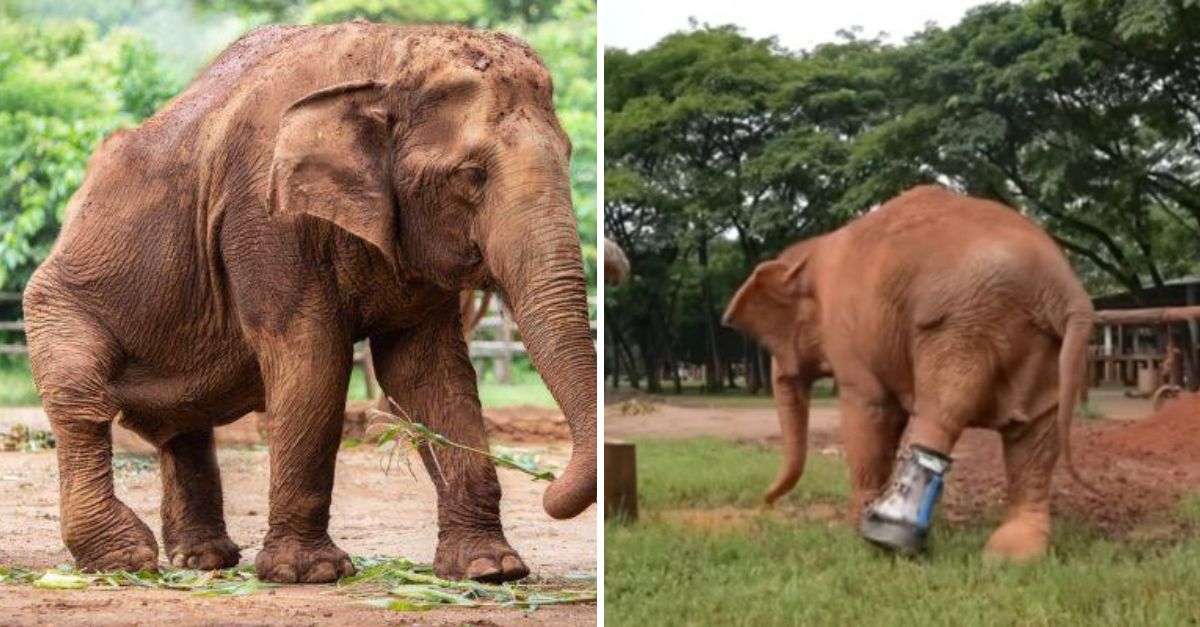 “I Can Walk Again” — Injured Elephant Takes First Steps with a Prosthetic Leg, Embracing a Future Filled with Hope and Love