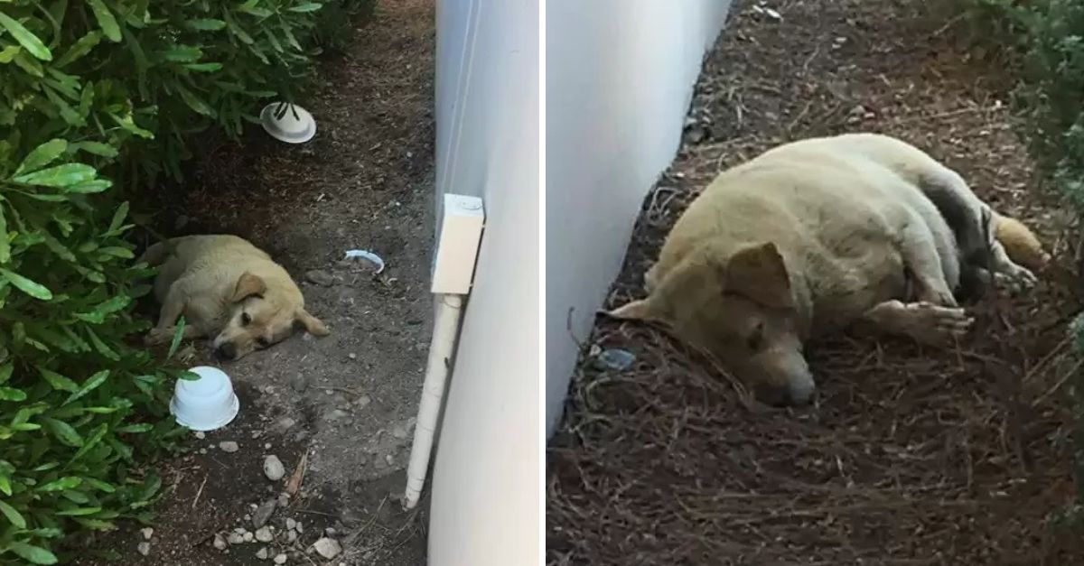 Con el Corazón Roto pero sin Perder la Esperanza: Un Perrito Abandonado Espera el Regreso de su Familia Perdida