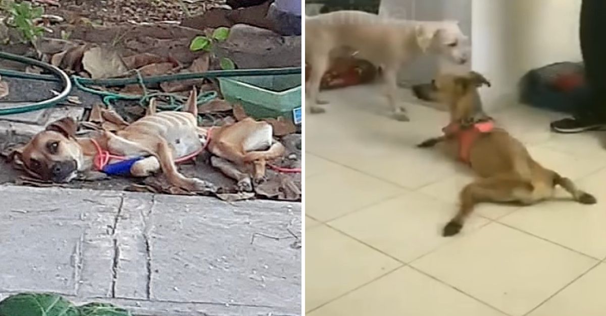 With Tears in My Eyes, I Lifted the Dog Into My Arms—A Heartbreaking Rescue Filled with Love and Hope