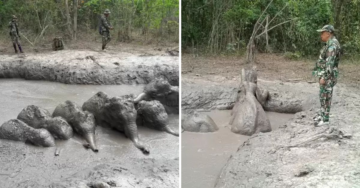 “United for Freedom” — Park Rangers Rescue Six Trapped Baby Elephants, Giving Them a Second Chance at Life