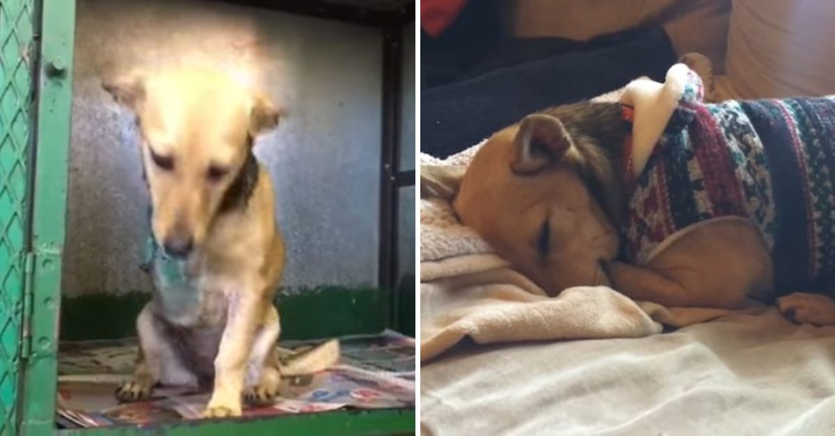 Rechazado y Herido, pero con Esperanza: Perrito Atropellado Lucha por Volver a Sentir el Amor que Perdió