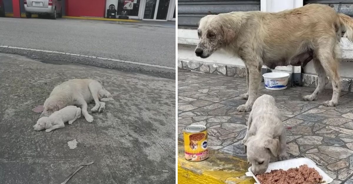 A Mother’s Plea for Her Helpless Pup: Desperate Dog Begs Strangers for Help, and Her Wish Comes True