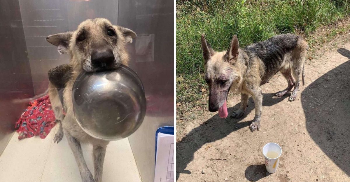 Perrita Enferma y Olvidada Recurre a un Desgarrador Truco con su Cuenco para Rogar por Ayuda