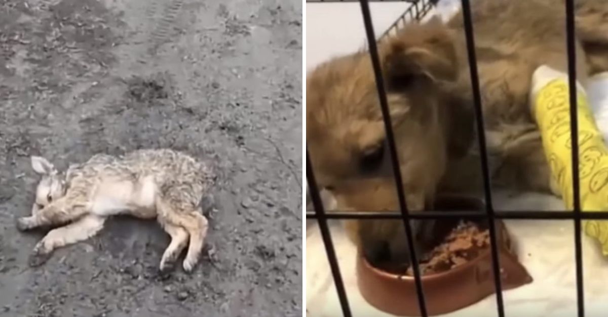 Un Milagro Sobre Ruedas: Perrito Atropellado Es Operado y Vuelve a Sonreír Gracias al Amor y la Esperanza