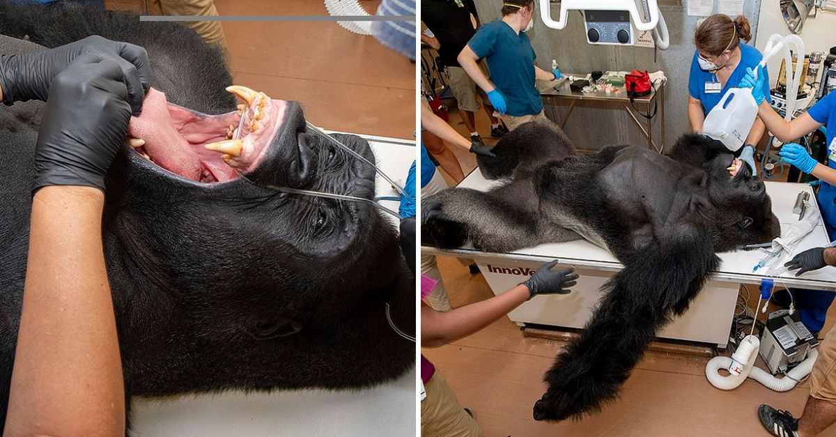 With Gentle Hands and a Kind Heart: Miami Zoo’s Brave Dentist Eases a Gorilla’s Pain and Restores an Otter’s Smile