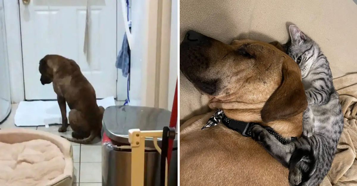 From Fear to Friendship: Terrified Rescue Dog Finds Hope and Love Through the Gentle Touch of a Tiny Kitten