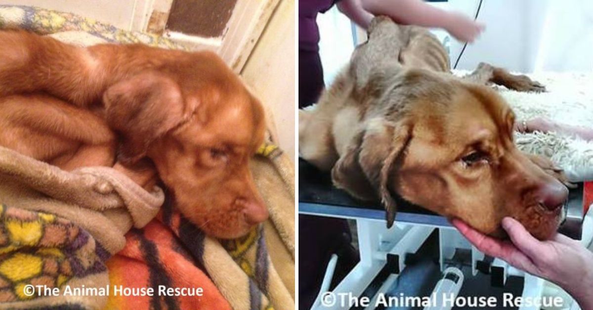 “Un Regalo del Destino” — Perrita Abandonada en la Nieve Encuentra Esperanza en un Corazón Compasivo