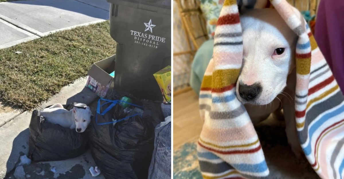 From Trash to Treasure: Woman Comes Home to Find a Shivering Soul Seeking Love Beside Her Garbage Can