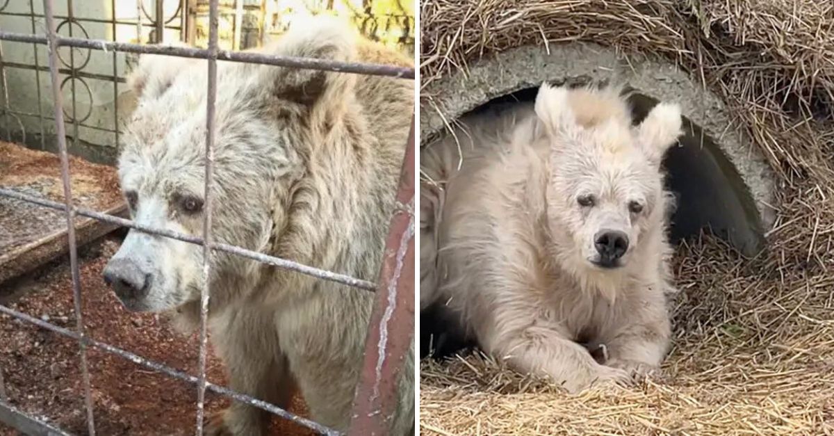 After 20 Years in a Tiny Cage, a Rescued Circus Bear Finally Finds Freedom, Love, and a Life Worth Living