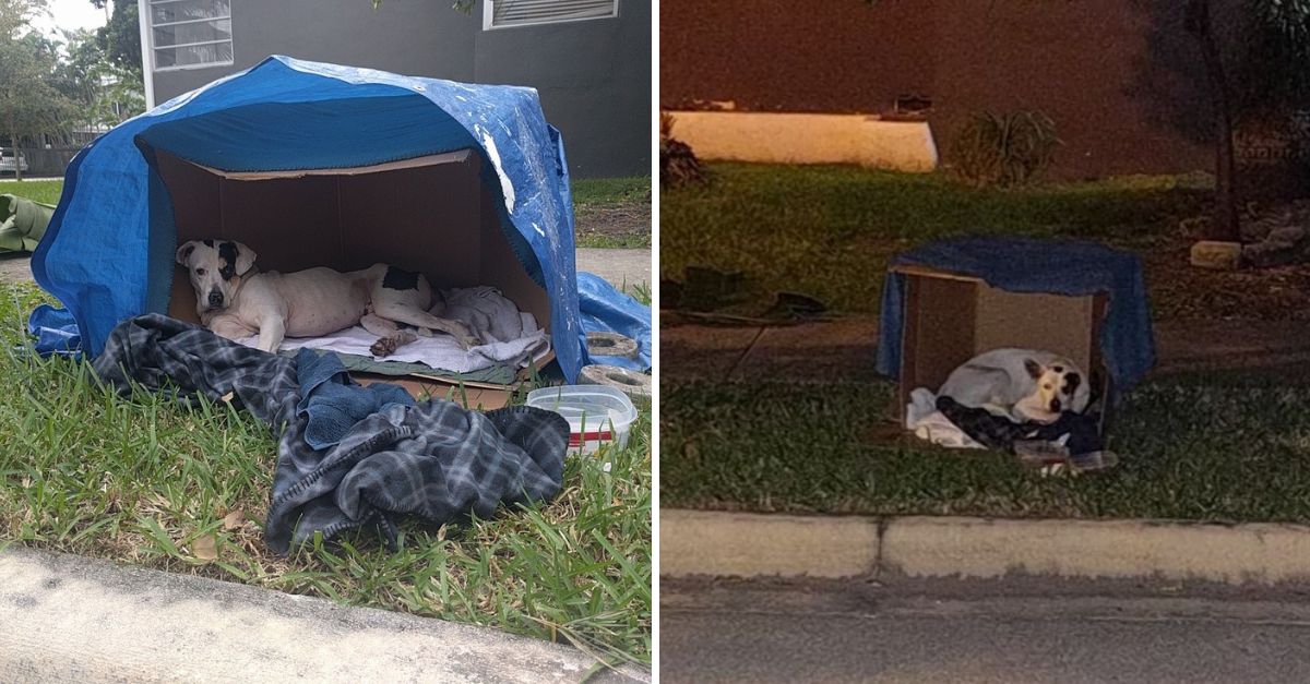 The Lonely Wait: Abandoned Puppy Holds Onto Hope, Longing for a Family That Will Never Return