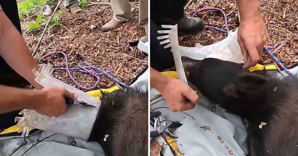‘You Are Free Now’—Wildlife Officers Rescue Denver Bear Trapped for a Week, Giving It a Second Chance at Life
