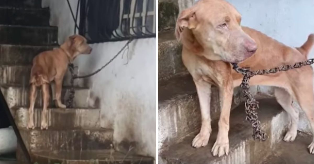 “Atado al Sufrimiento” — Perrito Encadenado Sin Poder Levantar su Cabeza Sueña con un Futuro en Libertad