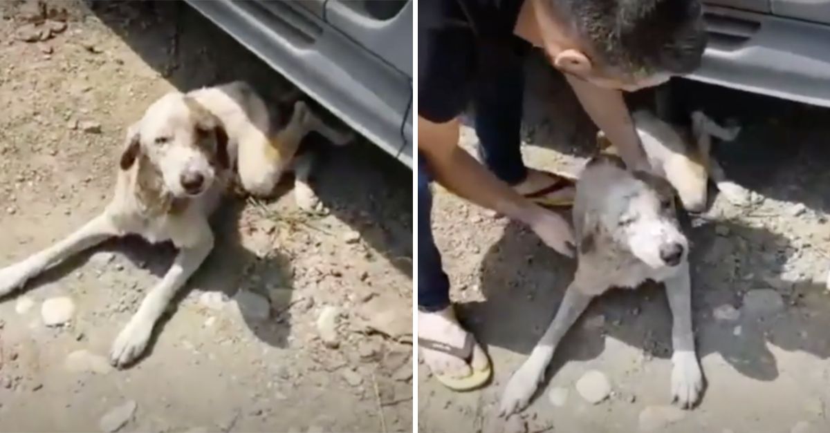 Unloved and Rejected for His Scent, a Lonely Dog Finds Hope and Healing in a Poor Man’s Gentle Kindness