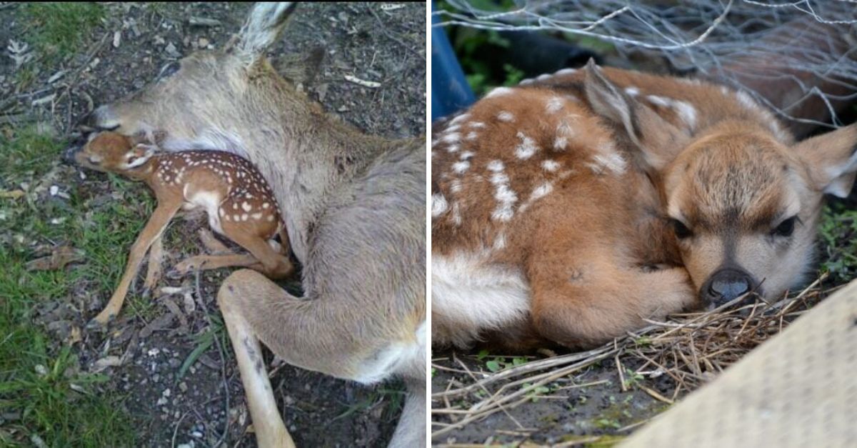 Heartbreaking Plea: A Baby Deer Clings to Its Mother’s Lifeless Body, Hoping for One More Moment of Love