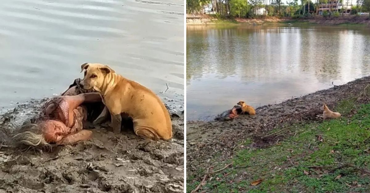 Lost in Darkness, Saved by Love: Two Stray Dogs Guide a Blind Woman to Safety After Her Desperate Collapse