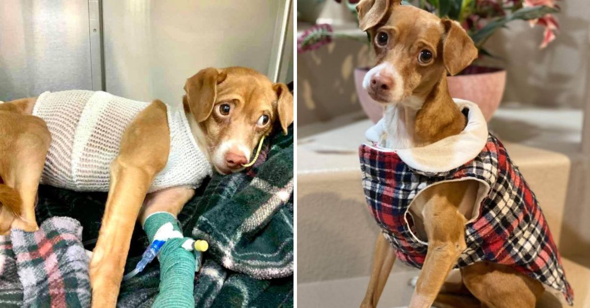 Abandonado y sin voz: Cachorrito atado cruelmente es captado por cámaras, esperando un milagro entre lágrimas y miedo