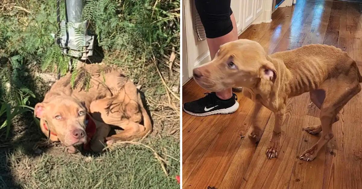 Abandoned and Tied to a Pole, a Hopeless Puppy Lifts Her Gaze—And Finds Love Waiting for Her