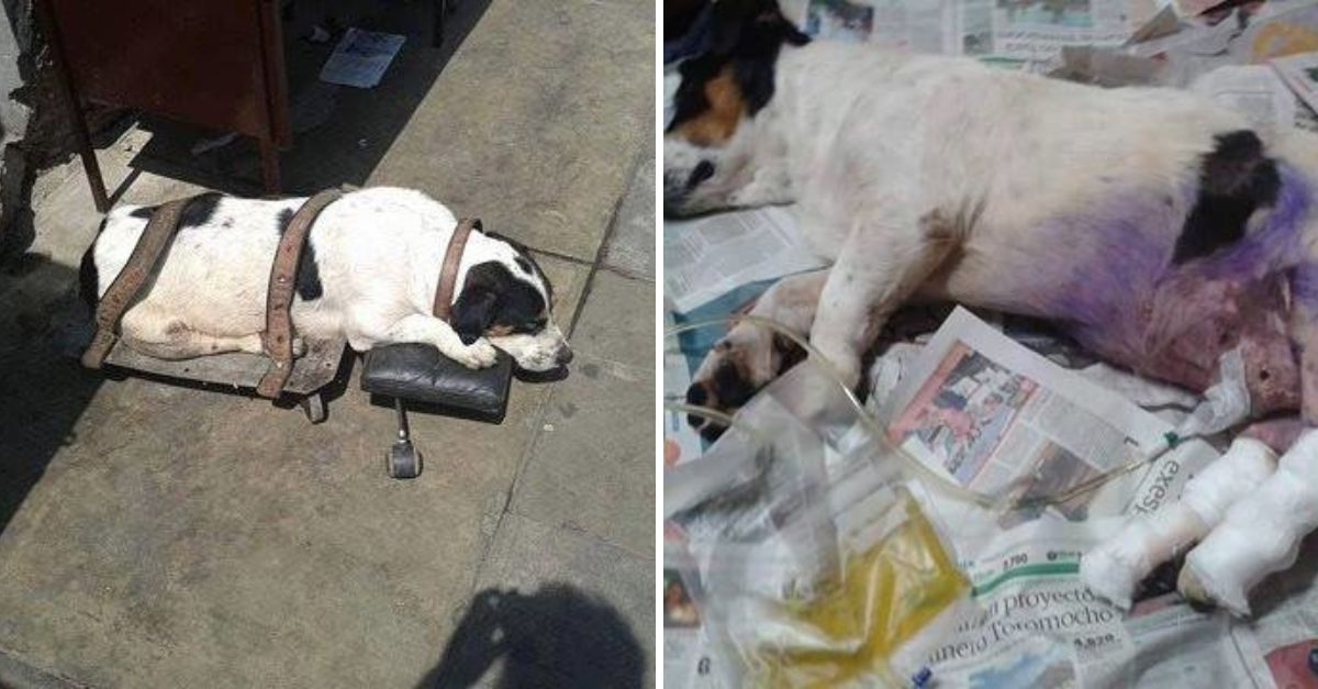 Un Corazón sin Límites: Perrito Discapacitado Corre Maratones en Perú y Nos Enseña el Verdadero Significado de la Lucha