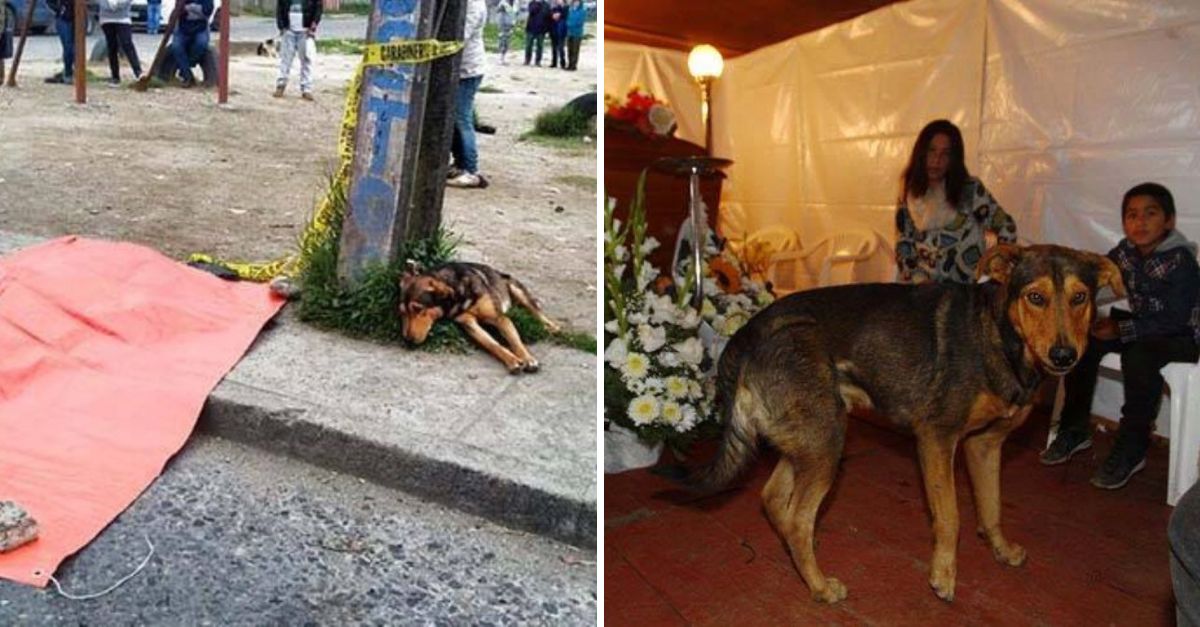 Lealtad Eterna: Perrito Se Niega a Dejar a Su Dueño Fallecido, Esperando Junto a Él con Amor Inquebrantable