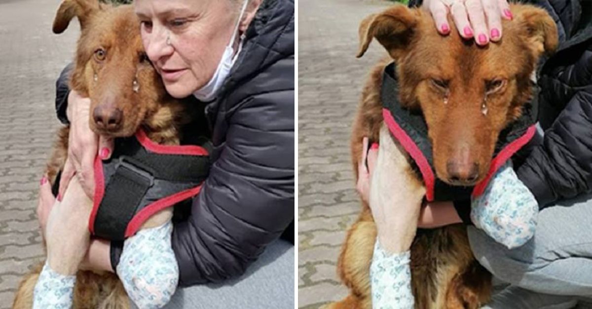 ¡Increíble! Perro discapacitado llora al sentir amor por primera vez, su doloroso pasado conmueve a todos