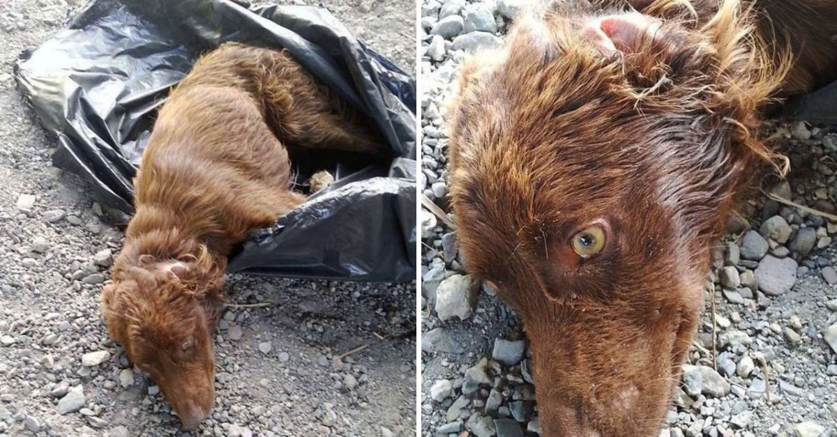Del Abandono a la Esperanza: Cachorro Rescatado de un Contenedor de Basura Renace con Amor y Cuidados