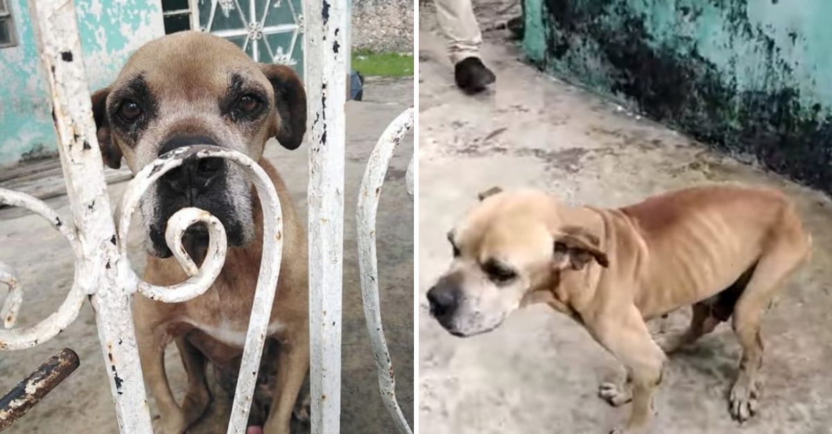 Encerrado y Herido, pero No Olvidado: Vecinos Solidarios Alimentan a un Perro Abandonado y le Devuelven la Esperanza