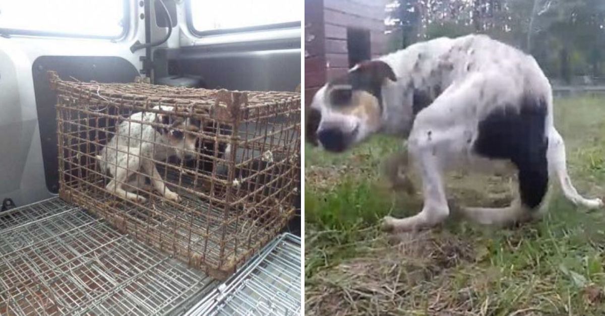 Tanto tiempo enjaulada que olvidó caminar, pero el amor le enseñó a vivir de nuevo