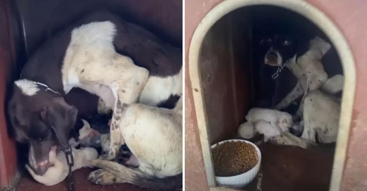 Encadenada y bajo la tormenta, una madre perra luchó por sus cachorros con un amor inquebrantable