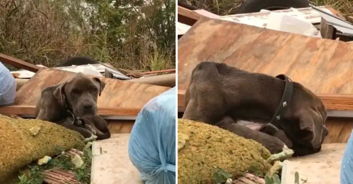 Lost in a Pile of Trash, a Sweet Animal Finds Hope in the Loving Hands of a Kind Woman