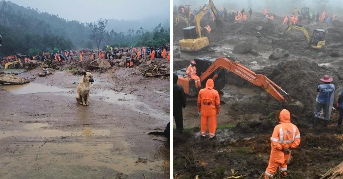 Perros leales esperan durante días junto a la tumba de su familia, perdidos tras un trágico deslave