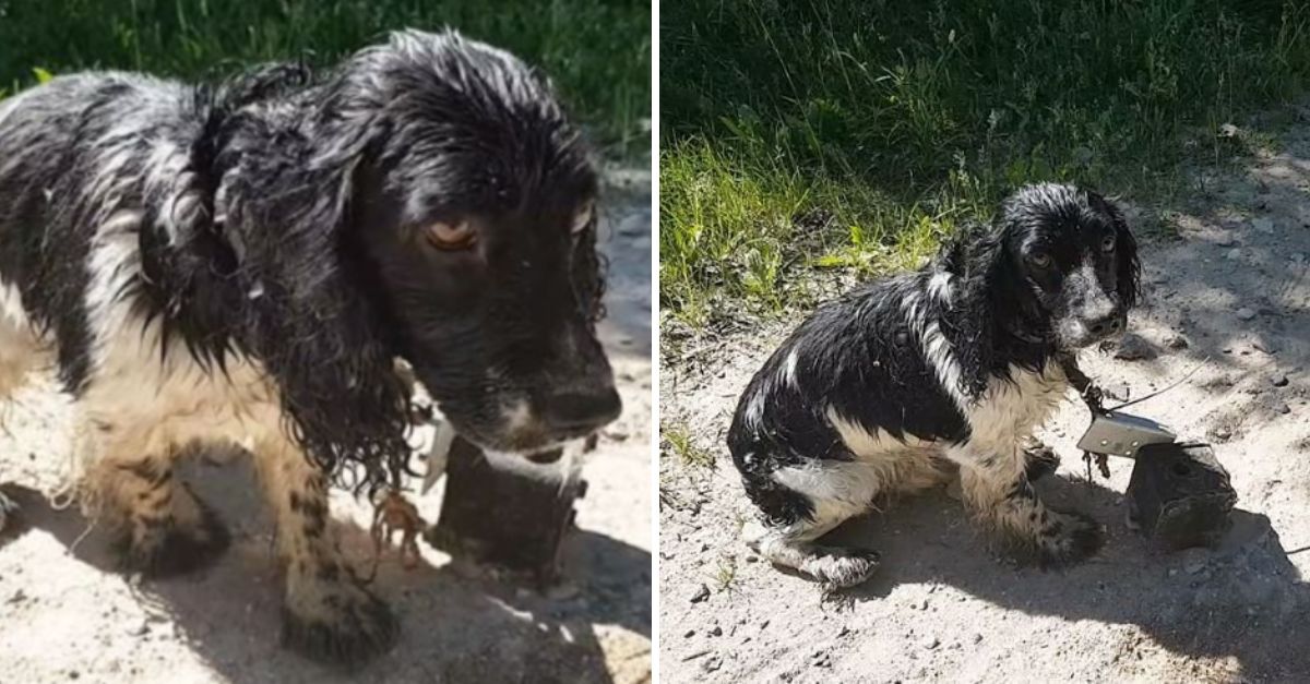 How Could This Dog Endure Such Pain? Tied to a Heavy Object and Submerged, Now Free from Its Cruel Owner’s Grasp