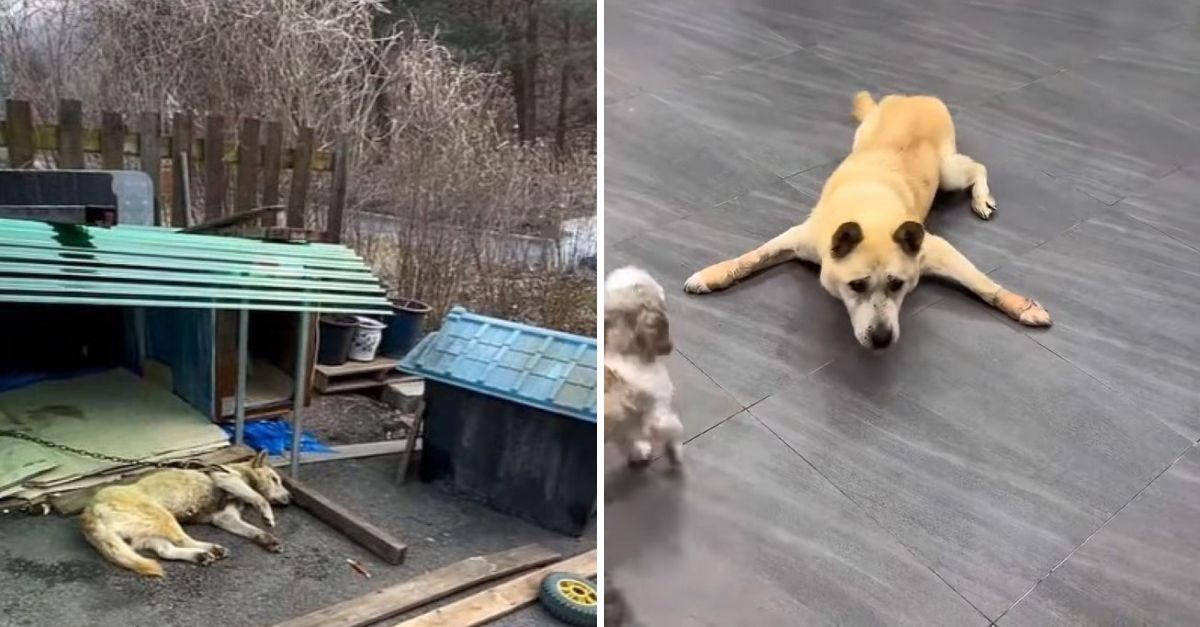 “Resistió el Olvido” — Cachorro Sobrevive 3 Años Encadenado Hasta que un Héroe le Devolvió la Libertad